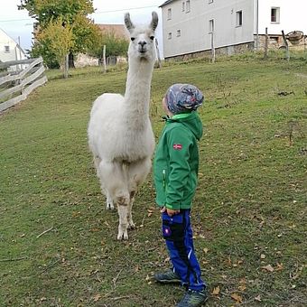 Kind mit Lama Aktivof Lindengut